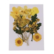 3X 1 worek sprasowanych suszonych kwiatów suchych liści dla majsterkowiczów rzemiosło artystyczne zakładka do karty