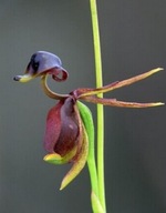 ORCHIDEA KAČICA – SEMENÁ