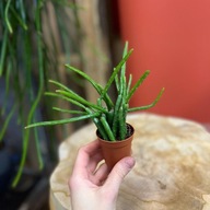 rhipsalis selenicereus wercklei patyczak