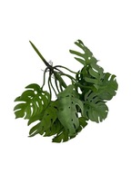 Monstera pogumovaná kytica pik 31 cm zelená