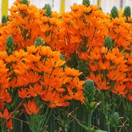 Ornithogalum Sneh Pochybný Dubium Geel 5 ks cibuľky kvetinové cibule