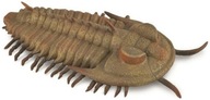 Redlichia Rex Trilobite