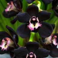 čierna orchidea – semená