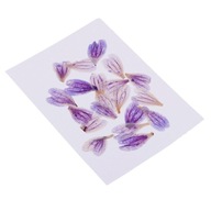 20-częściowe naturalne, prasowane, suszone etui na telefon z ramką na zdjęcie z kwiatem malwy