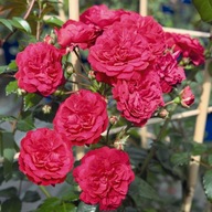 Róża pnąca LOLA - doniczka 2 litrowa