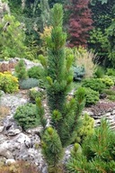 Sosna oścista 'Schneverdingen' Pinus aristata