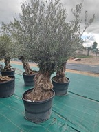 DRZEWO OLIWNE OLIWKA EUROPEJSKA Olea Europaea Bonsai