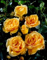 Róża SOPHIA Renaissance Pachnąca Okazała DONICZKA C5