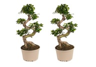Ficus Ginseng S-Shape - zestaw 2 szt. - Bonsai - ⌀20 cm - Wysokość 55-65 cm