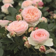 Róża rabatowa - Pastella PASTELOWA OBFICIE KWITNĄCA TANTAU DONICZKA 4 LITRY