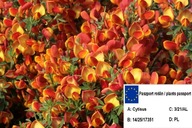 Žarnovec 'Cytisus scoparius' ORANŽOVÁ