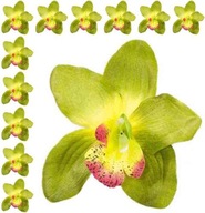 Storczyk cymbidium główka Kwiat Dk.Green 12 szt