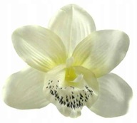 Storczyk cymbidium główka Kwiat Cream