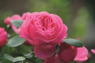 Róża Wielkokwiatowa Rabatowa PLAYFUL ROKOKO Hybrydowa Różowa DONICZKA C5