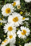 Aster nowobelgijski White Ladies Aster novi-belgii wys od 03.2024