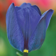 Tulipán kék 'Bleu Aimable' hagyma 5 db