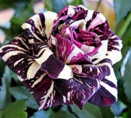 RÓZSA FEKETE SÁRKÁNY - MAGOK