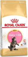 Royal Maine Coon Kitten 10kg
