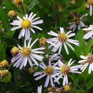 Aster agrestolistny w doniczce P9