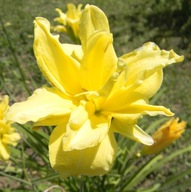 liliowiec żółty pełny piekna sadzonka