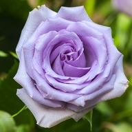Róża Wielkokwiatowa Herbaciana Niebieska sadzonka