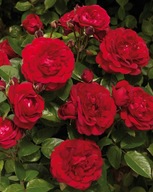 Róża Wielkokwiatowa CAPRICIA Ciemno Czerwona DONICZKA C5