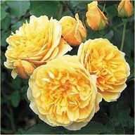 Róża angielska cytrynowa pachnąca.