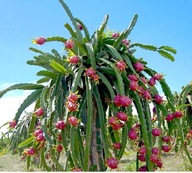 5 x Semená pitaji Dračie ovocie Hylocereus undatus Biela Pitaja exotika