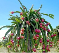 Semená Dračie ovocie Hylocereus undatus Biela Pitaja exotické rastliny siatie