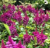 Tavoľník čínsky 'Visions in Red' Astilbe