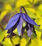 Clematis STOLWIJK GOLD Atragene Group