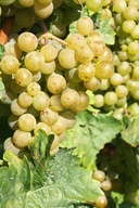 ŻÓŁTY Winogron winorośl Aurora NAJSŁODSZA ODMIANA WINA PRZETWORY sadzonka
