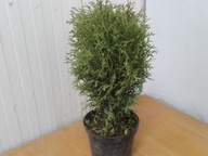 Tuja"thuja occidentalis" Kulka SZYBKOROSNĄCA