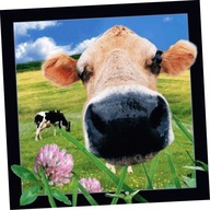 Pohľadnica 3D Krava