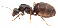 Mrówki Lasius niger Q + 1-4 robotnice