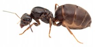 Mrówki Lasius niger Q + 10-20 robotnic