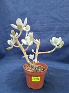 Cotyledon orbiculata 2254p - PS1903P