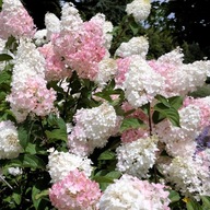 Kyticová hortenzia DIAMANTINO Kvety s diamantovým leskom Sadenice P9