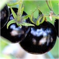 BLACK CHERRY Pomidor nasiona Czarny Słodki Koktajlowy