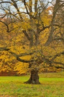 FOTOTAPETA na wymiar Wielkie stare drzewa jesienią