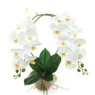 ORCHIDEA ako živý DVA výhonky Veľký kvietok v kvetináči DARČEK deň žien