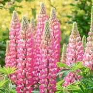 Lupin 'Gallery Pink Shades' (Lupinus)