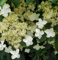 Hortensja pnąca (Hydrangea petiolaris) - PNĄCA I KWITNĄCA P9