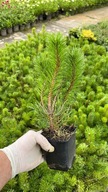 Sosna Górska Hakowata Pinus Uncinata MEOZOODPORNA Duża 3 Letnia Sadzonka 3l