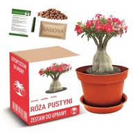 Zestaw do uprawy bonsai RÓŻA PUSTYNI drzewko kwiat