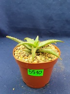 Aloe hybrid 5510p - PS1607S