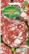 Záhradný karafiát Raspberry ripple 0.2g