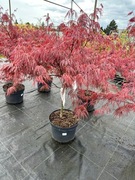 Klon palmowy - GARNET - Acer palmatum