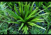Osoka aloesowata - roślina wodna oczka wodne
