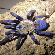 Cyriopagopus sp. hati hati 